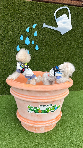 うめち先生の趣味の写真