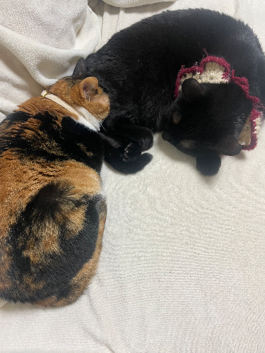 ツヅキ先生の趣味の写真